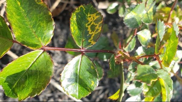 rose mosaic virus