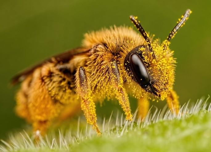 Photo of a bee