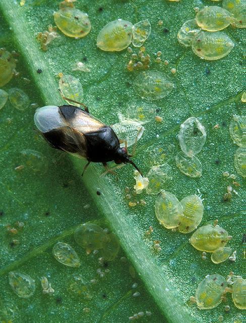 Orius feeding on immature whiteflies. Photo by Jack Dykinga.