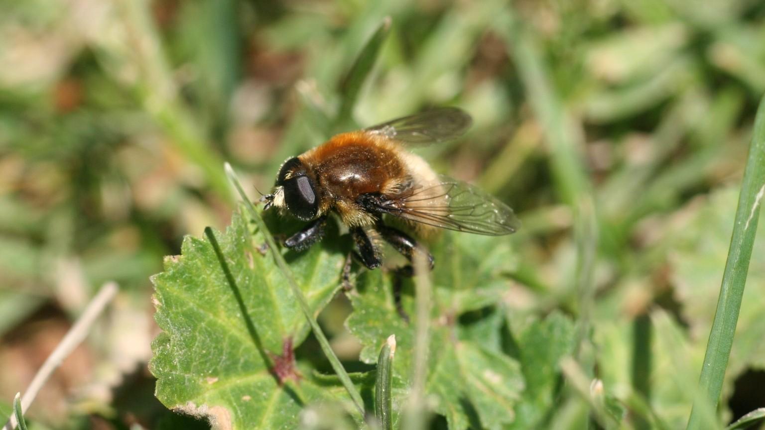 narcissus bulb fly