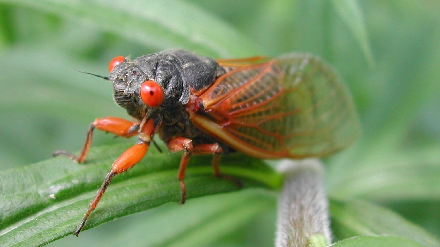 periodical cicada