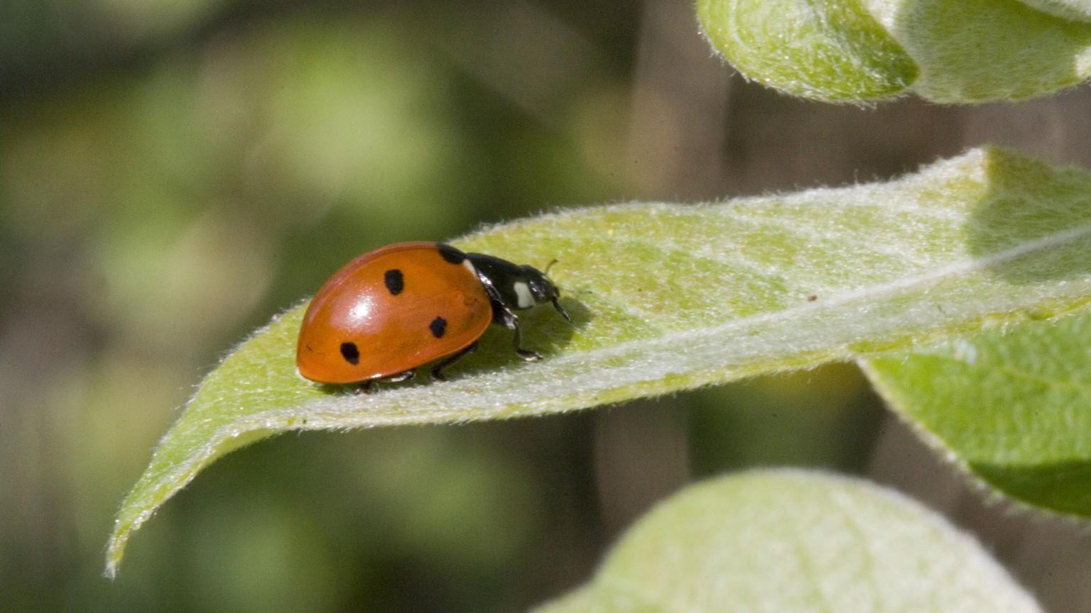 sevenspotted ladybird beetle