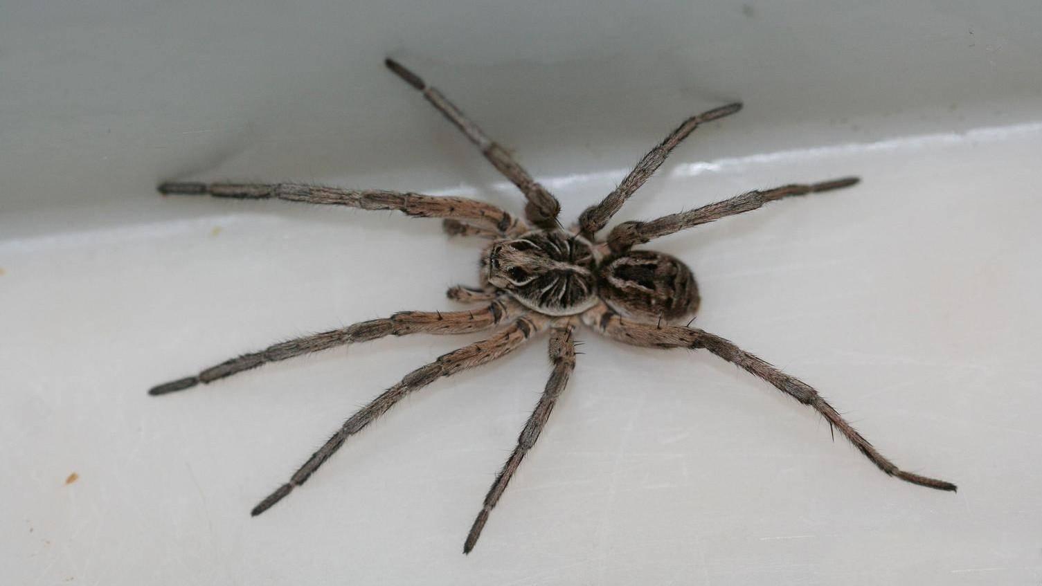 wolf spider