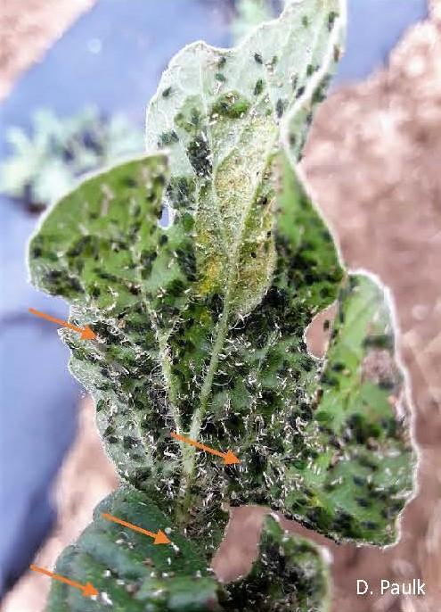 Melon aphids on underside of leaf