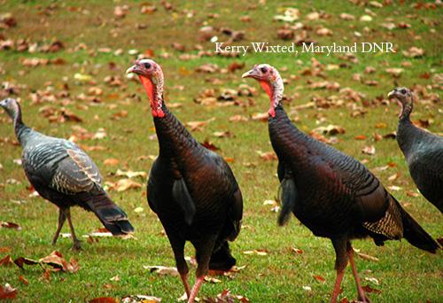 Flock of turkeys