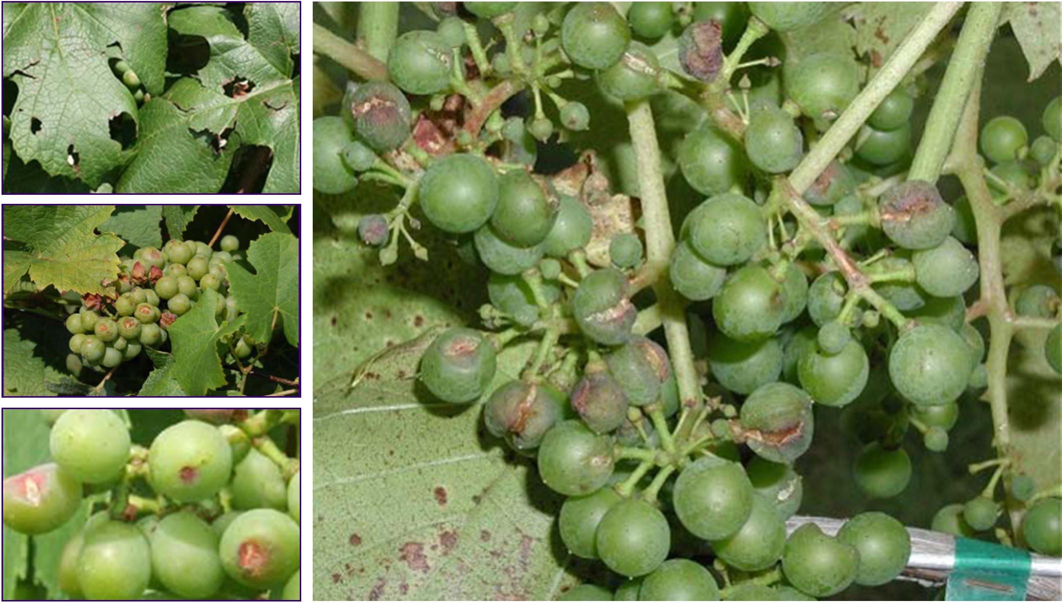 Hail damage on grapes