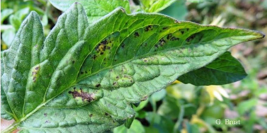 Bacterial spot on tomato leaf