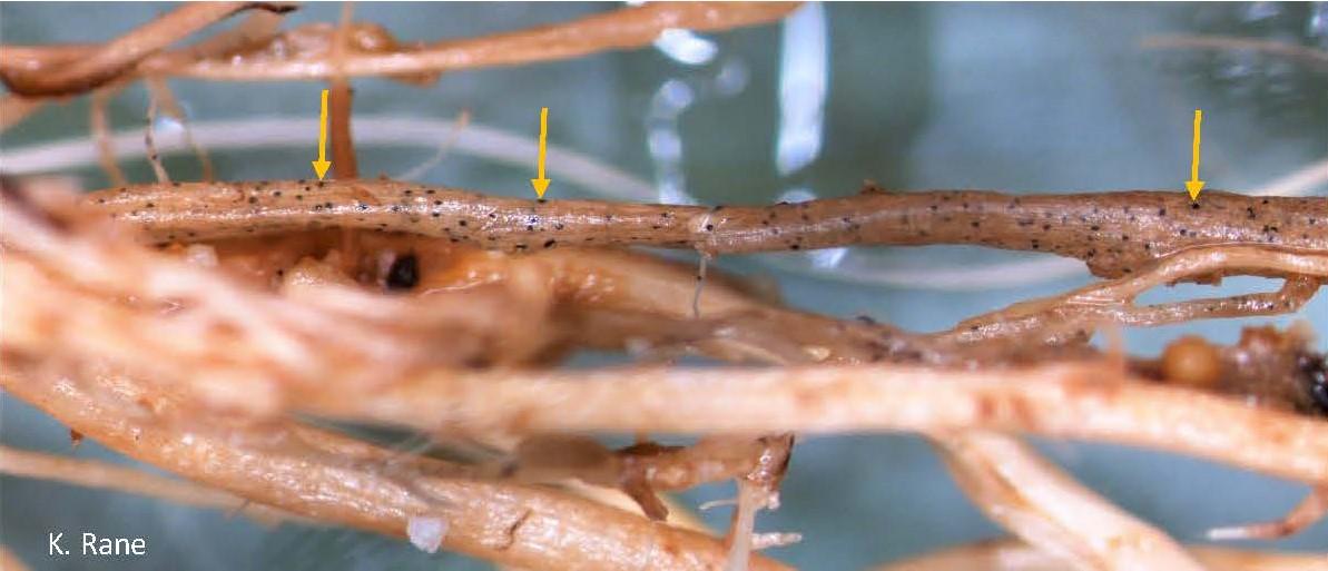 Fig. 1 Black dots (microsclerotia of C. coccodes) on tomato root