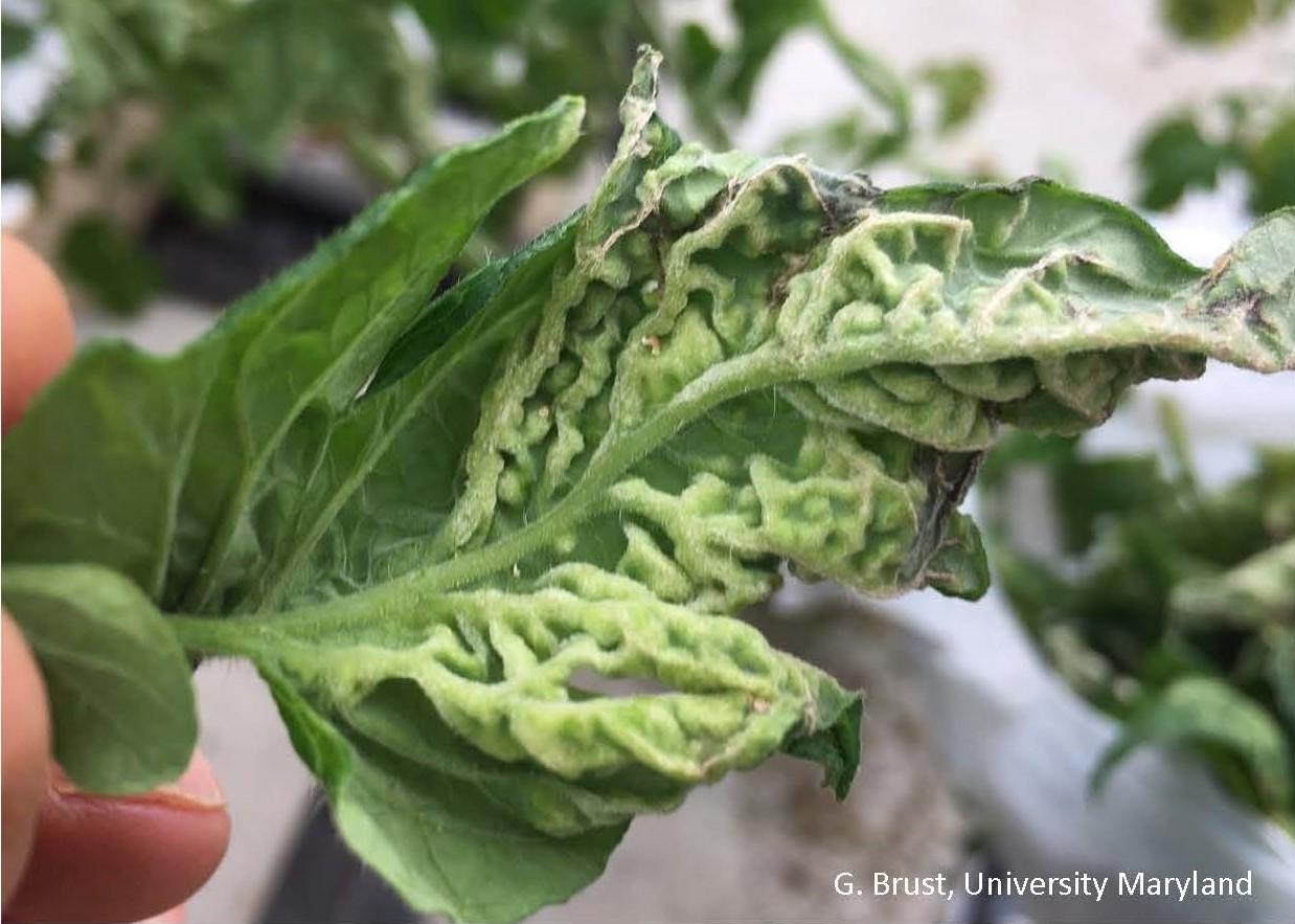 Underside of tomato leaf showing swollen tissue caused by edema