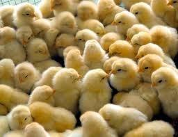 poultry_babychicks