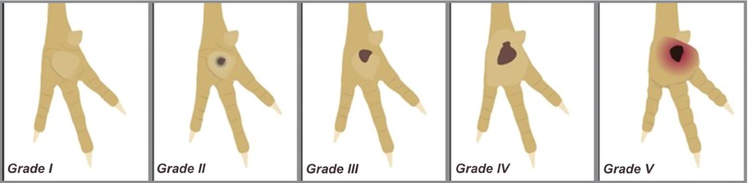 Clinical Grades (I-V) of Bumblefoot Lesions in Chickens. 