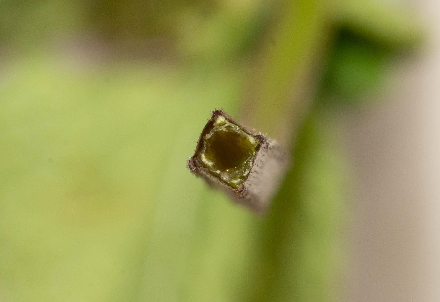 Purple deadnettle has a square stem