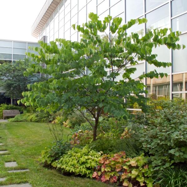 small redbud tree next to a building 