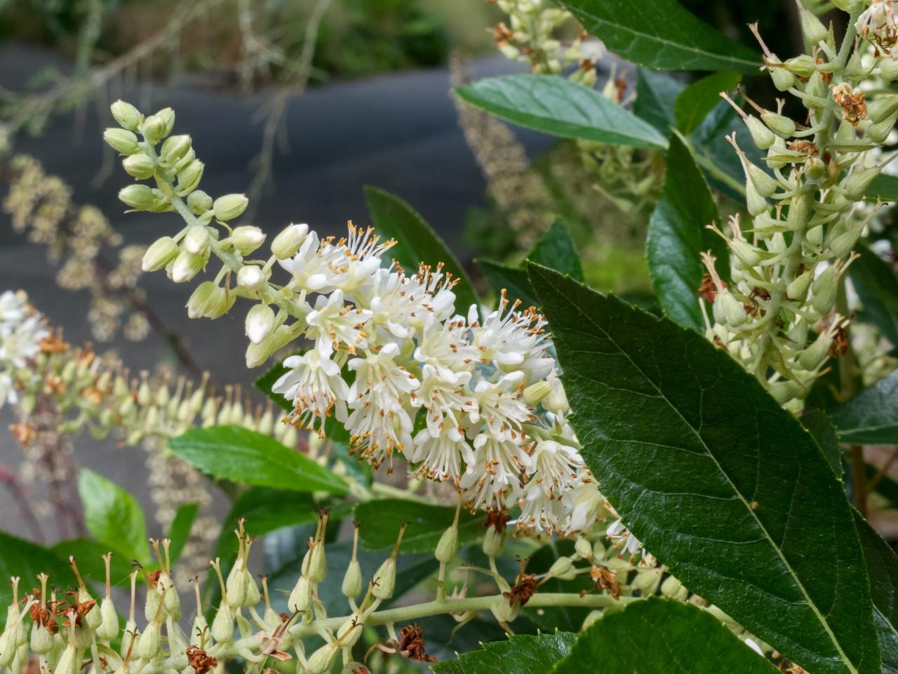 white flower of clethra alnifolia native shrub