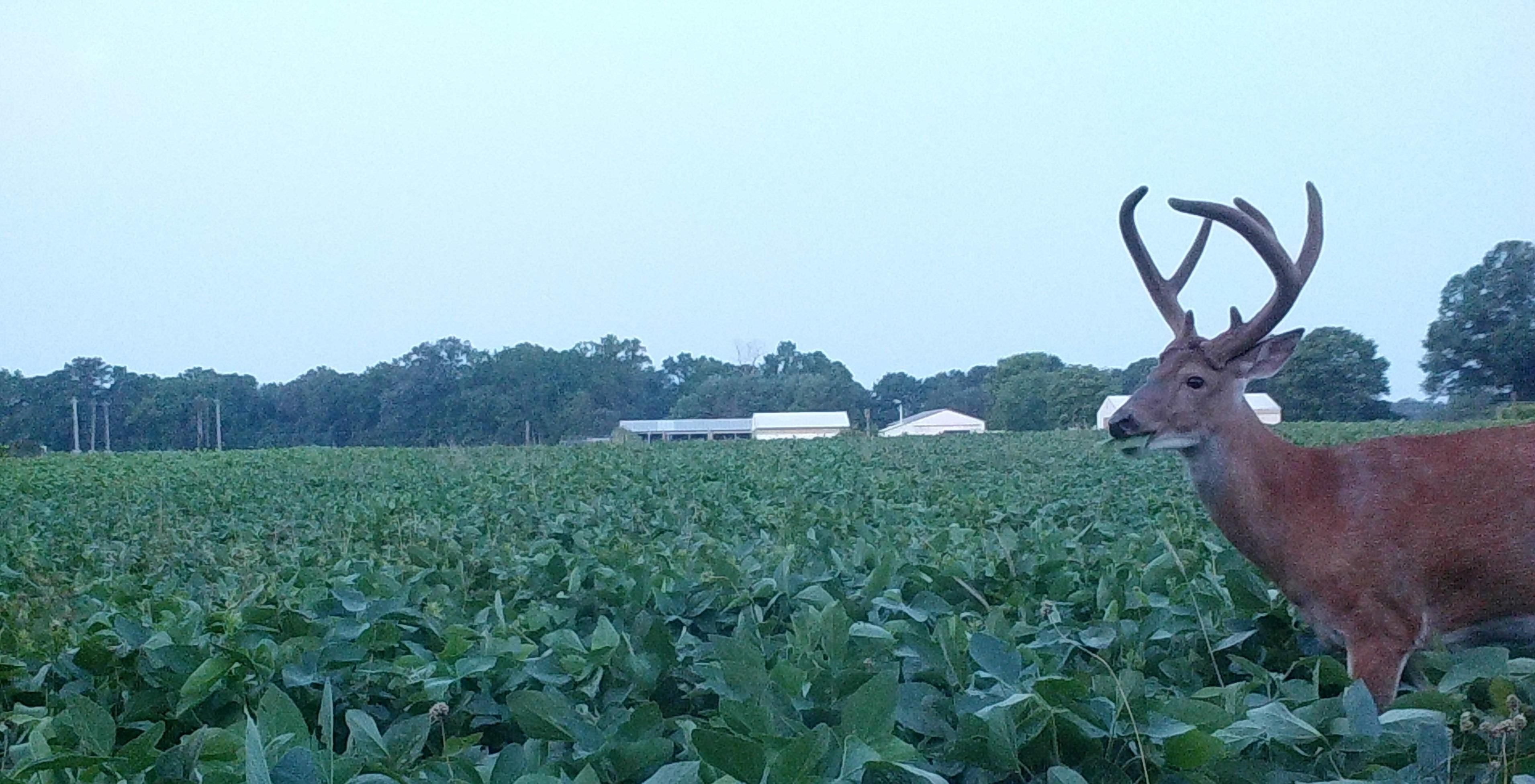 Whitetailed deer