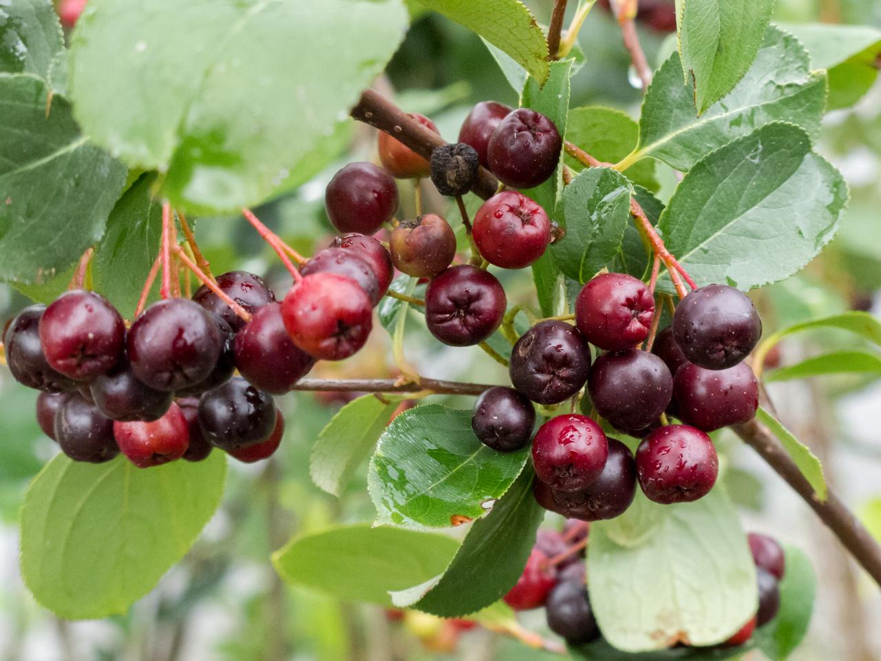 ripening berries of aronia melanocarpa - a native shrub with clusters of white flowers in the spring