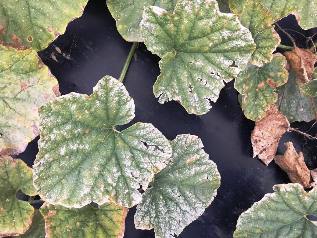 Fig. 3 Ozone damage to cantaloupe foliage