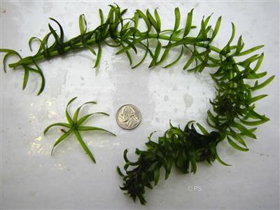 Brazilian Elodea - Wisconsin Sea Grant