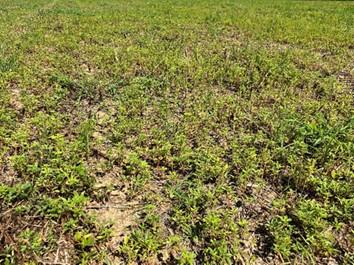 Palmer amaranth plants