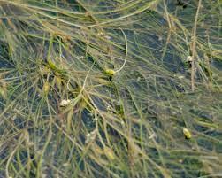 Widgeon Grass - Texas A&M University