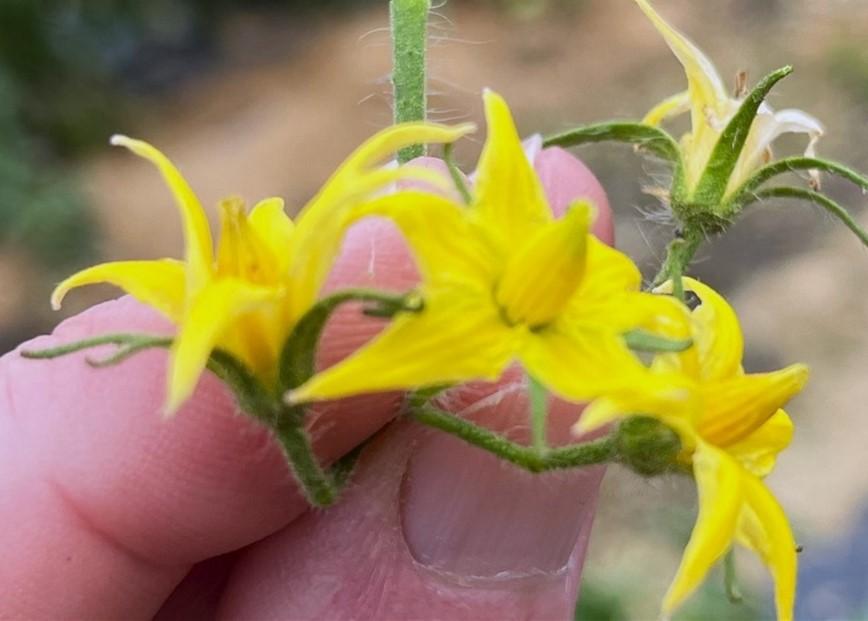 Tomato flowers showing various levels of bumble bee bruising.