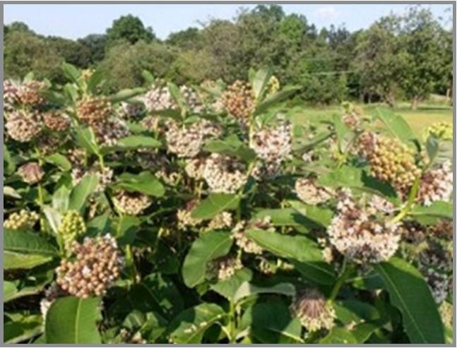 Common Milkweed, Asclepias syriaca