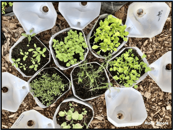 Winter Sowing, Bucket planting, container plants, 