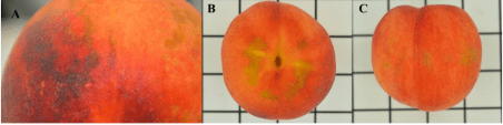 Three ripened peaches show a range of color variations.