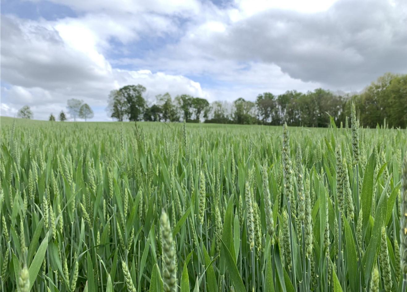 Field of Wheat