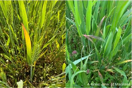 Symptoms of barley yellow dwarf virus. 