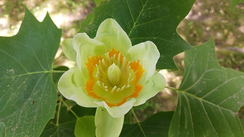 Tuliptree flower.