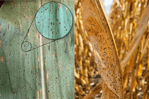 Tar spot on corn leaf.