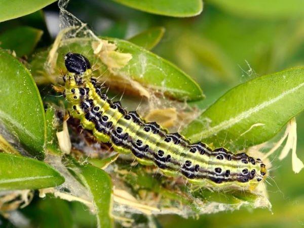 green and black striped caterpillar on boxwood