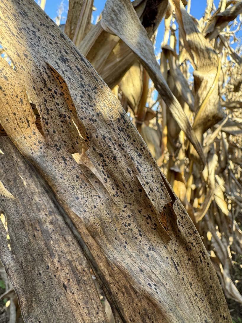 Tar Spot symtoms on corn leaf