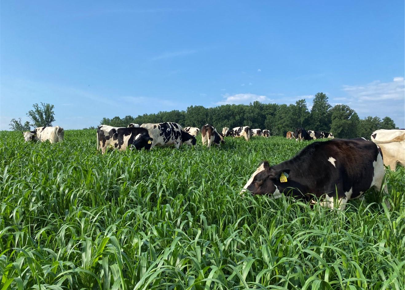 Cattle in pasture