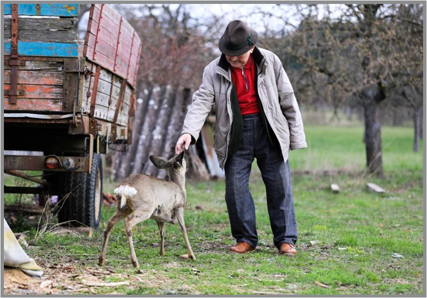 Old man petting farm animal next to old wagon