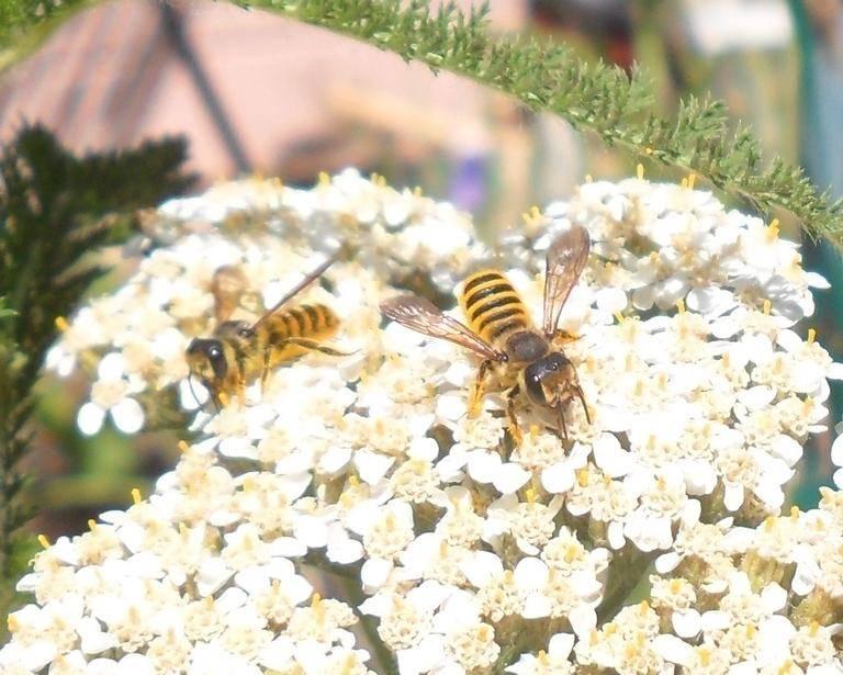 leafcutter bees on flowers