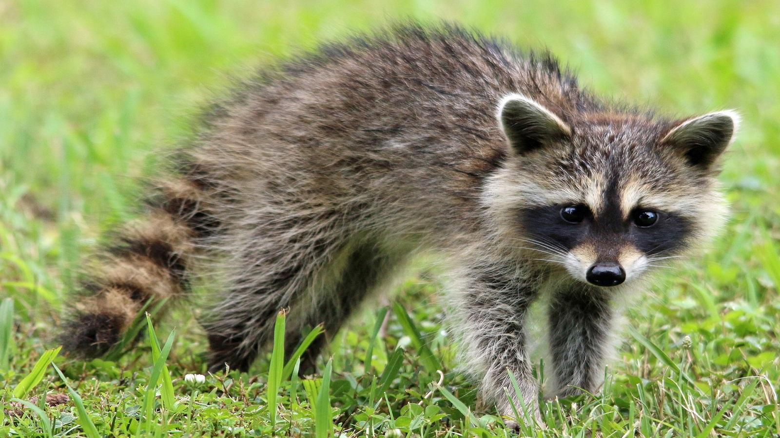 adult raccoon