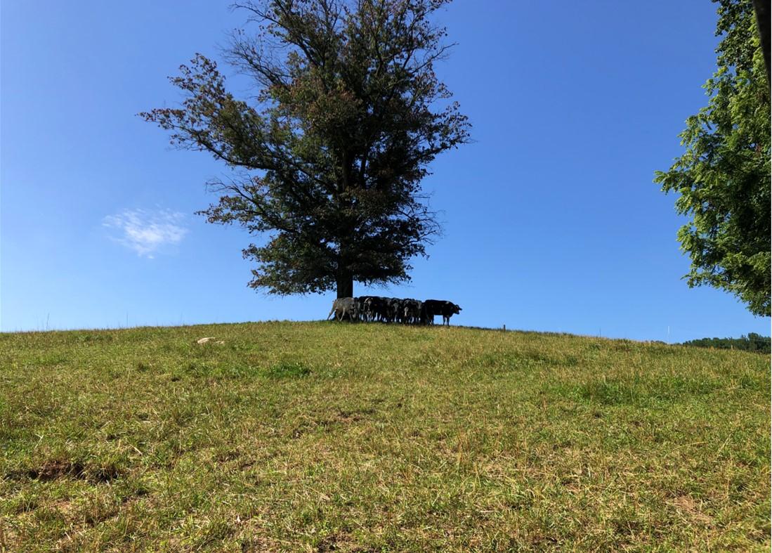 dairy cattle up on a ridge