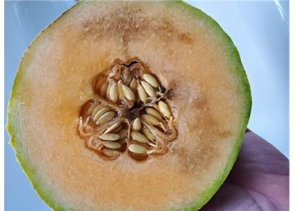 Cantaloupe with glassy fruit