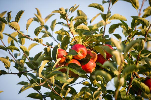 Apple orchard