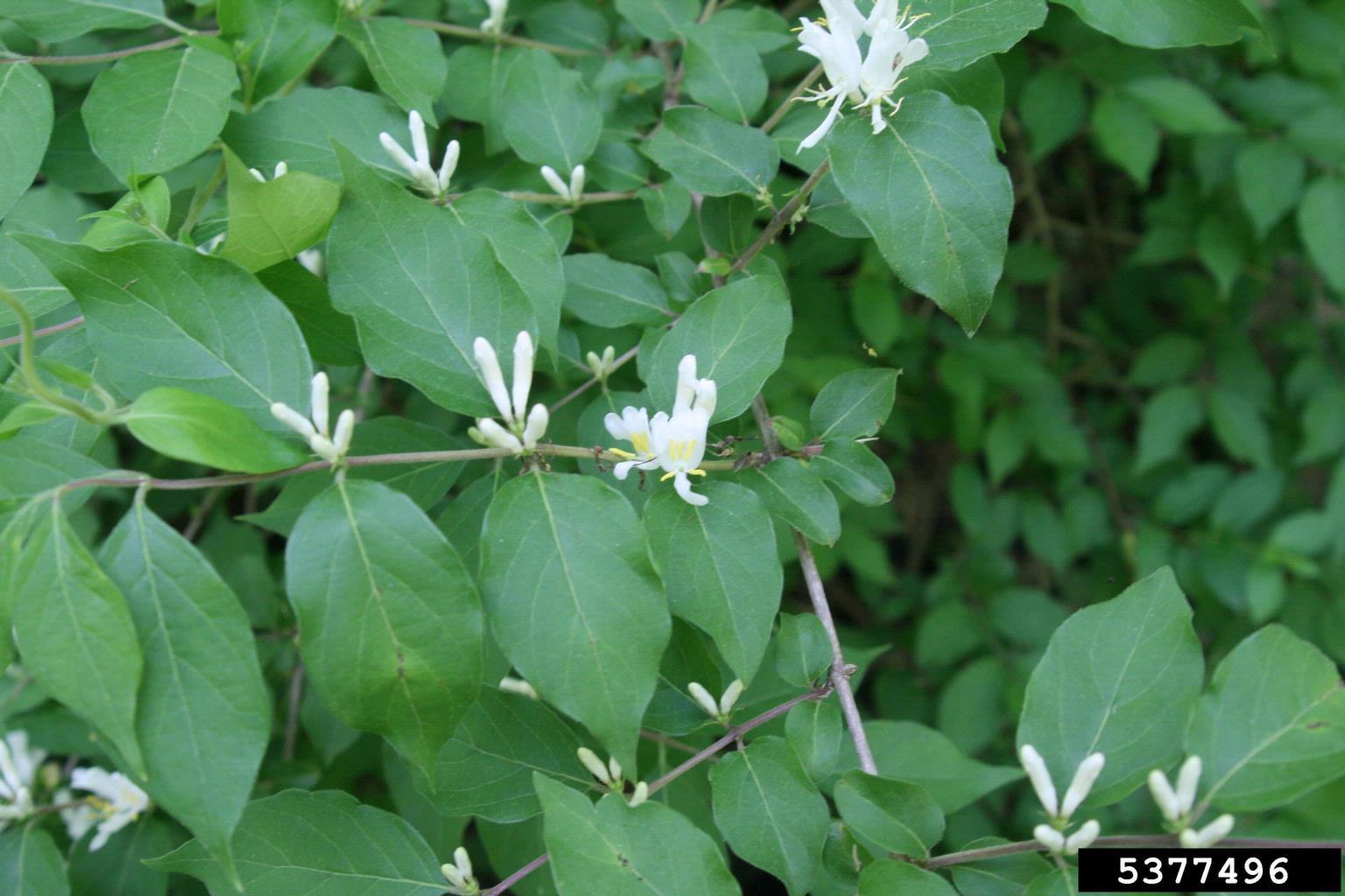 Invasive Amur honeysuckle with white flowers