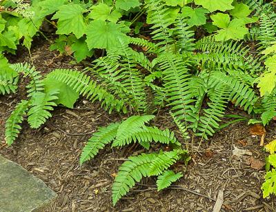 fronds of native Christmas fern