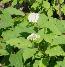 white flowers of native Hydrangea arborescens shrub