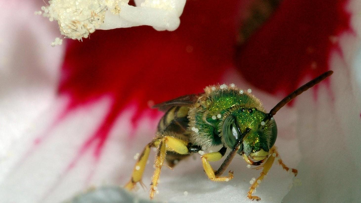 sweat bee on a flower