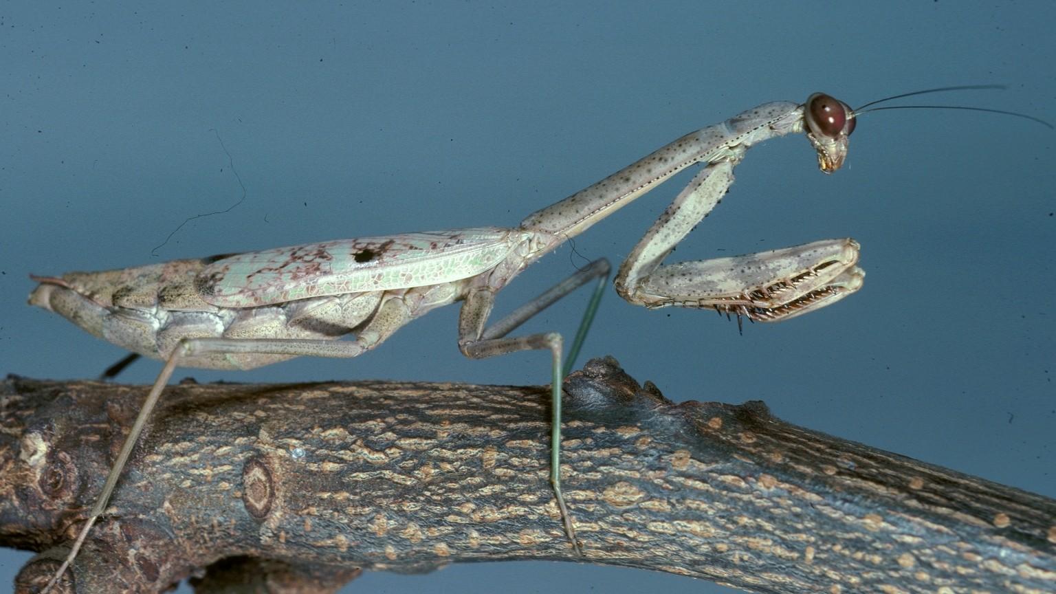 carolina mantid insect