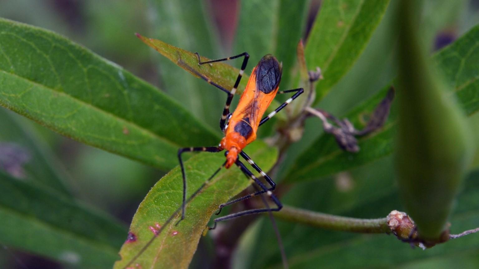 assassin bug