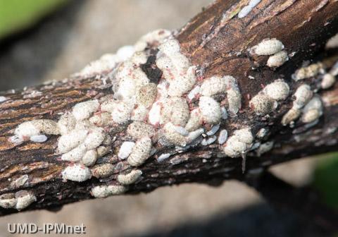 Active crapemyrtle bark scale crawlers