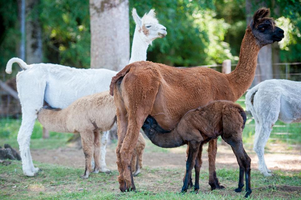 llamas