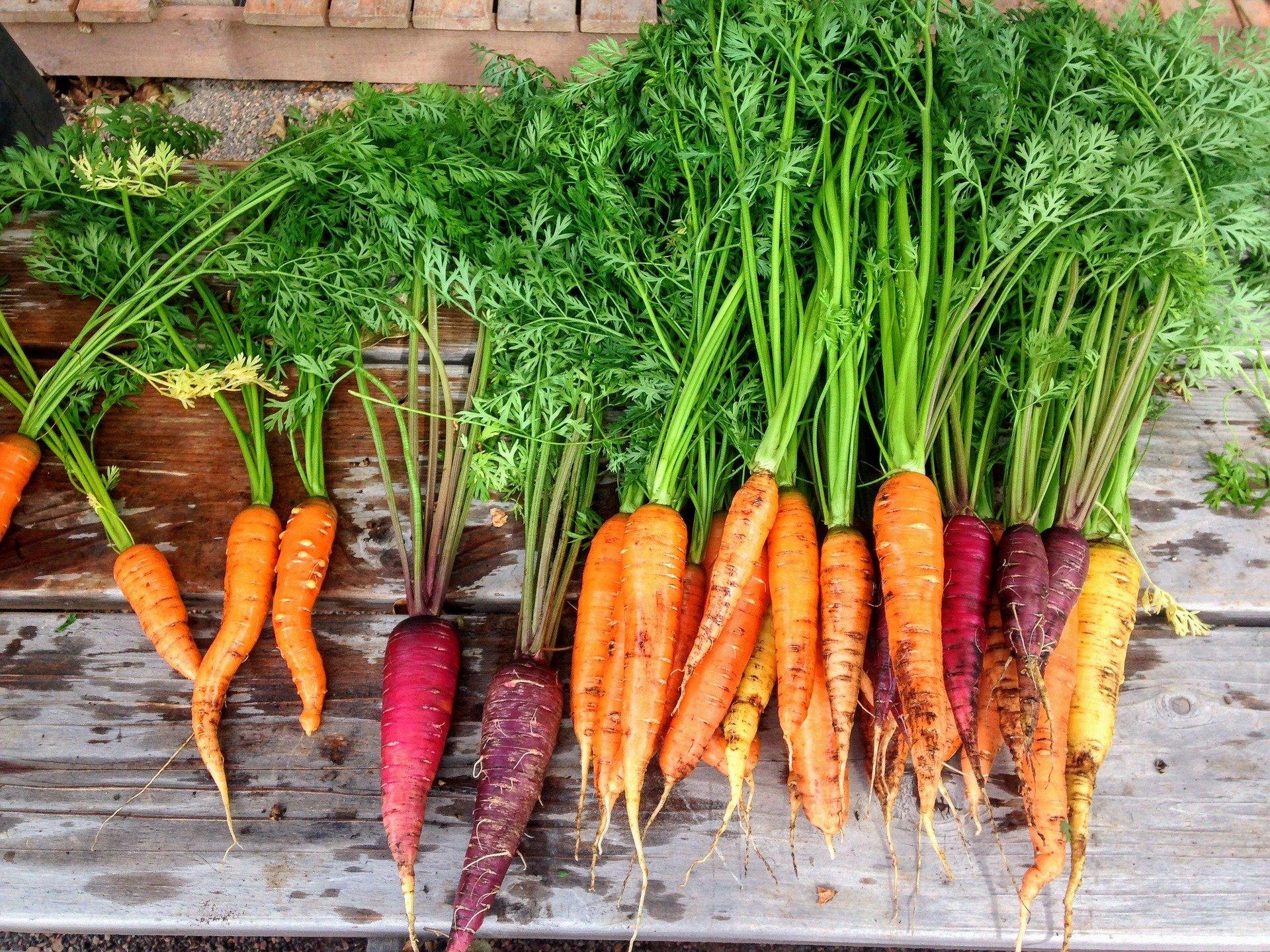 Carrots and their green tops